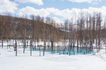 氷が溶け始めた青い池　美瑛町
