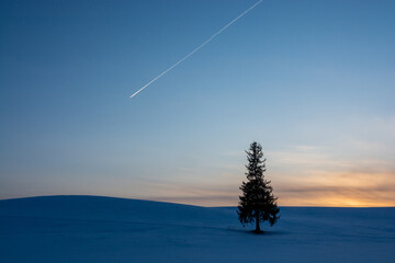 夕暮れの雪原に立つマツの木と飛行機雲　美瑛町
