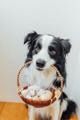 Happy Easter concept. Preparation for holiday. Cute puppy dog border collie holding basket with Easter colorful eggs in mouth on white background at home indoor. Spring greeting card