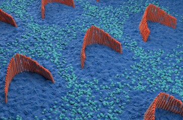 Inner ear hair cells in the vestibular system - isometric view 3d illustration - obrazy, fototapety, plakaty