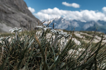 Beautiful edelweiss (Leontopodium) flowers growing high in the mountains
