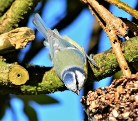 Blaumeise an Futterknödel