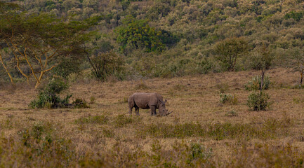 Naklejka na ściany i meble View of a black rhino grazing in a field against a background of trees