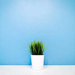 green plant in a white pot on a blue wall. copyspace. interior background. minimalism. square image
