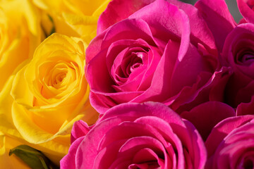 close up from pink and yellow roses in the sun