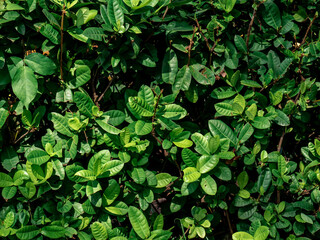 background of dark green leaves and wide in the garden
