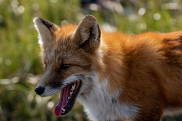red fox portrait