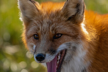 red fox portrait