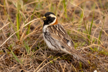 red winged blackbird