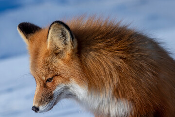 red fox vulpes