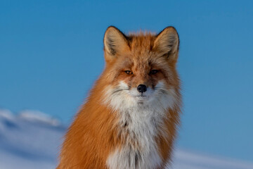 Fototapeta premium red fox vulpes