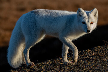 red fox vulpes