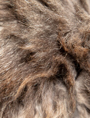 Fur of a gray cat as a background.