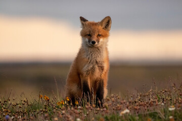 red fox vulpes
