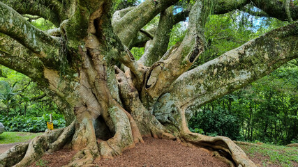 Large centennial fig tree in Venâncio Aires RS