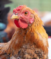 Portrait of a ginger rooster