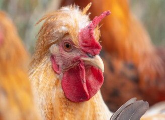 Portrait of a ginger rooster