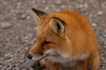 red fox vulpes