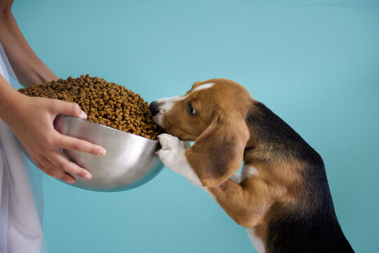 Girl gives a beagle puppy a huge steel cup full of dog food. A very hungry dog on a teal background