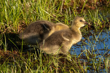 country goose family