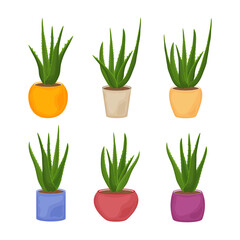Aloe. A collection of images of the green aloe vera plant in pots of various shapes and colors. Medicinal plant as a skin care product. Vector illustration isolated on a white background