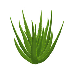 Aloe. Image of a green aloe vera plant. Medicinal plant as a skin care product. Vector illustration of a cartoon flat icon isolated on a white background