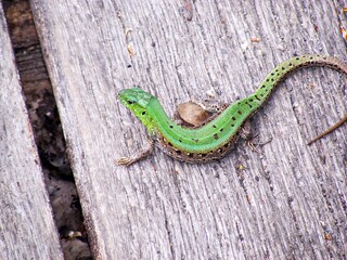 green lizard