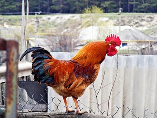 rooster in the farm