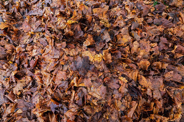 full frame photography of of rotted maple leaves