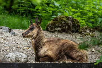 Apennine chamois, Rupicapra pyrenaica ornata, is living in Italy and Spain