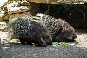 Indian crested Porcupine, Hystrix indica in a german nature park