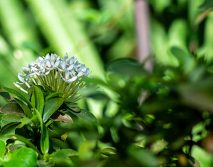 green and white flower