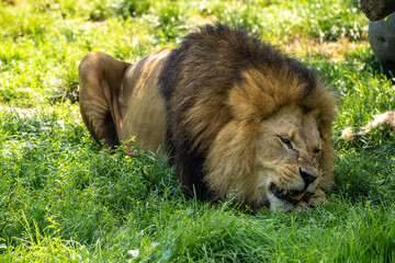 The lion, Panthera leo is one of the four big cats in the genus Panthera