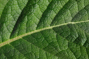 Close-up of big green leaf in the spring garden