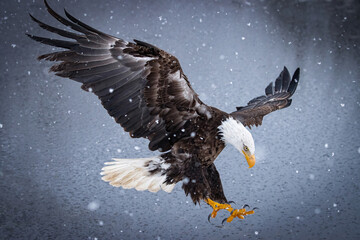 Fototapeta Bald eagle in flight. obraz