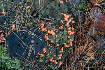 Fruiting bodies of Lycogala epidendrum, known as wolf's milk or groening's slime. A type of mold that lives on rotten stumps. Top view.