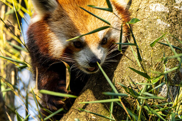 The red panda, Ailurus fulgens, also called the lesser panda.