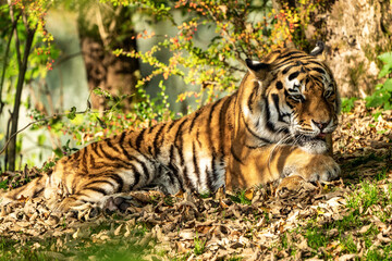 The Siberian tiger,Panthera tigris altaica in the zoo