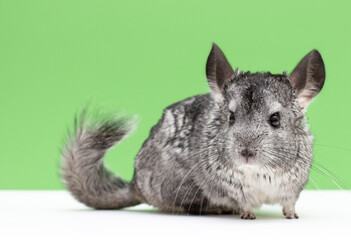 cute gray chinchilla sitting on green colored background lovely pets and nature concept,