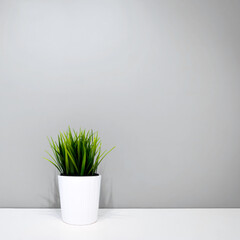 green plant in a white pot on a background of a gray wall. copyspace. interior background. minimalism. square image