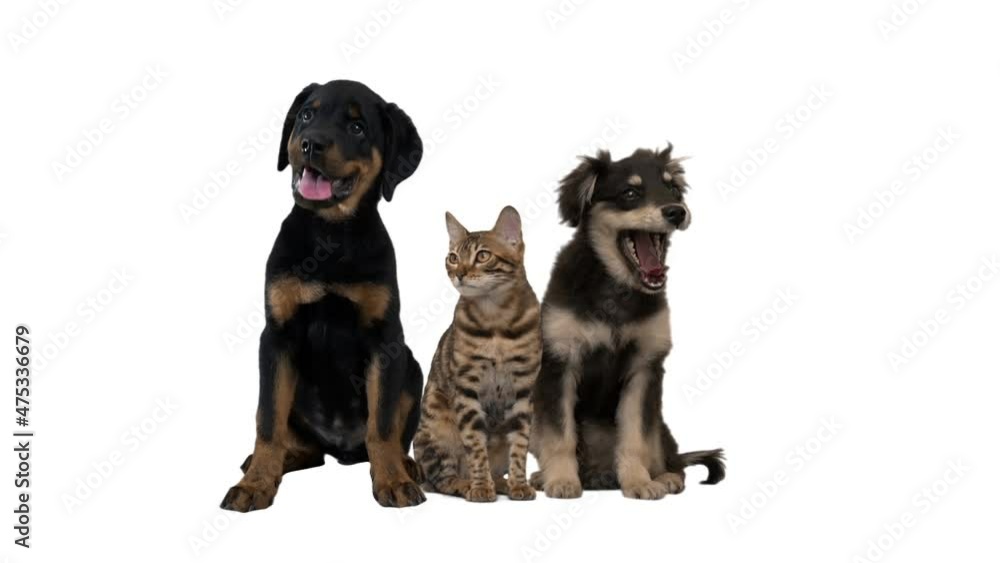 Wall mural group of pets on white background