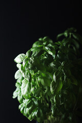 A bunch of basil in low key	