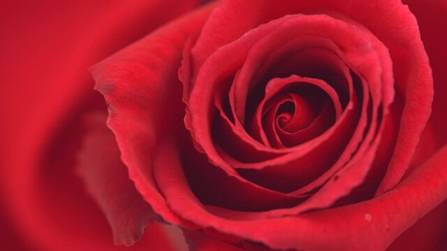 Beautiful opening red rose background. Petals of Blooming red rose flower open, time lapse, close-up. Holiday, love, birthday design backdrop. Bud closeup. Macro. Valentine's Day. Timelapse