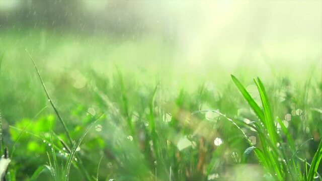 Sprinkler head watering green grass lawn. Gardening concept. Smart garden activated with full automatic sprinkler irrigation system working in a green park. Slow motion 4K UHD video. Water drops