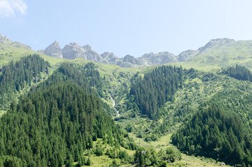 Fototapeta na wymiar Bergwald im Schweizer Kanton Graubünden