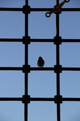 pigeon on the window