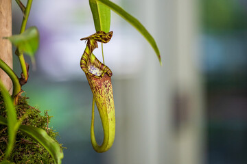 Closeup shot of a tropical pitcher plant - obrazy, fototapety, plakaty