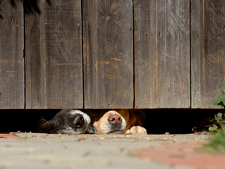  Two mixed breed dogs with noses under fence gate.