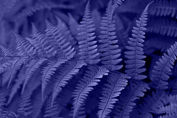 Fototapeta premium Beautiful violet fern close up. Floral texture and background, pattern. Trendy color very peri in the 2022 year. Creative image.