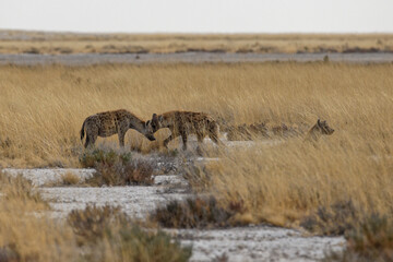 Tüpfelhyänen bei Nebrownii